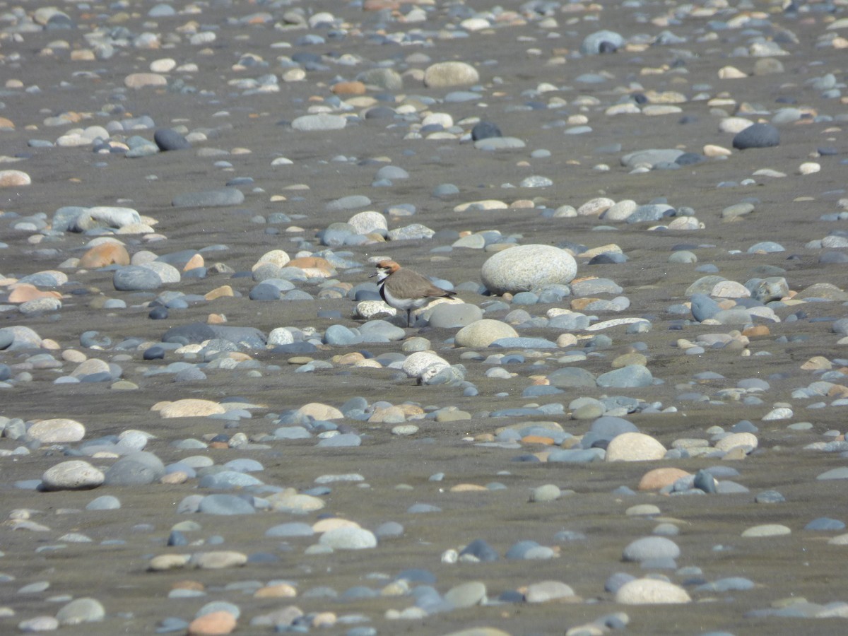 Two-banded Plover - ML500466971