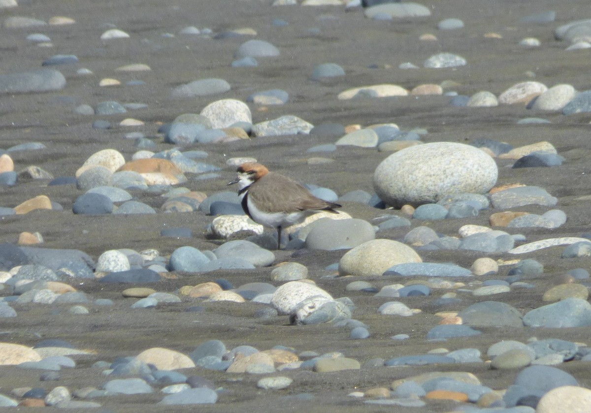 Two-banded Plover - ML500467351