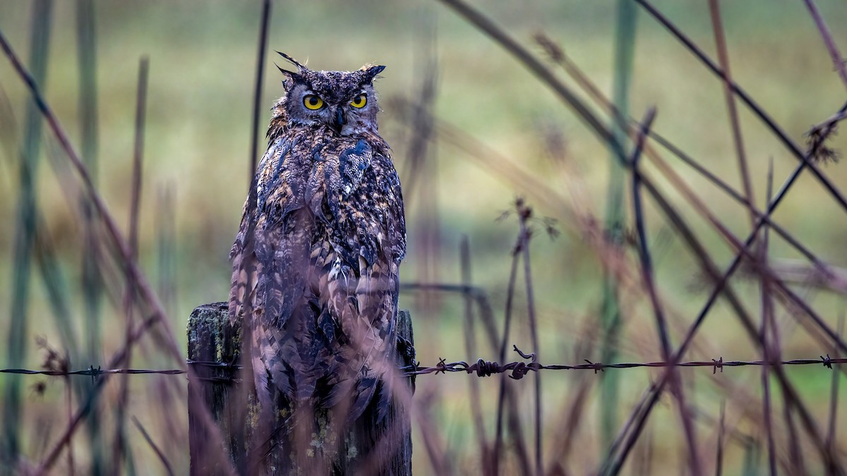 Great Horned Owl - ML500468651