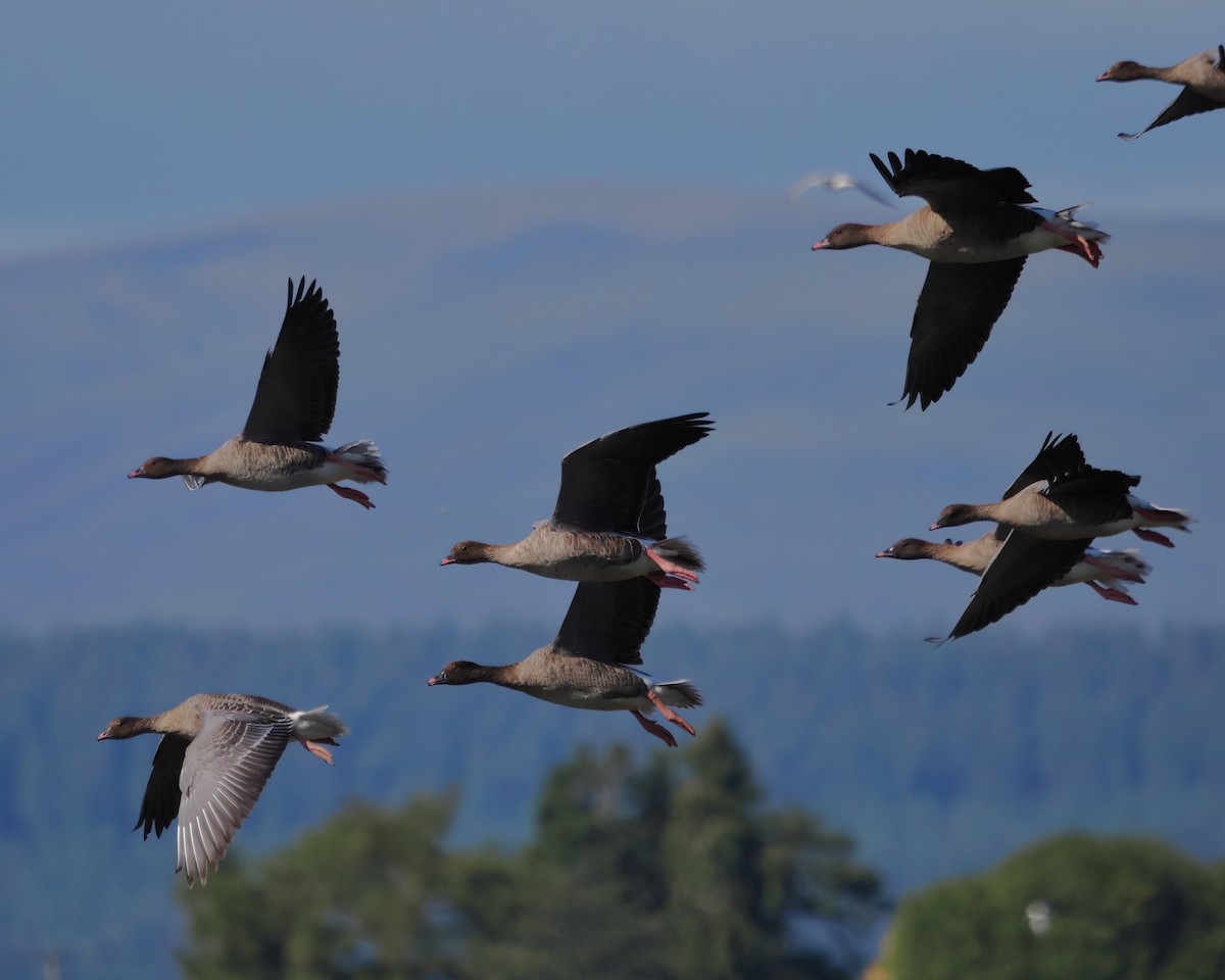 Pink-footed Goose - ML500468781