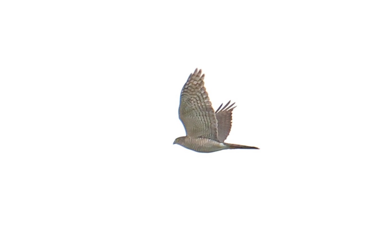 Japanese Sparrowhawk - ML500470941