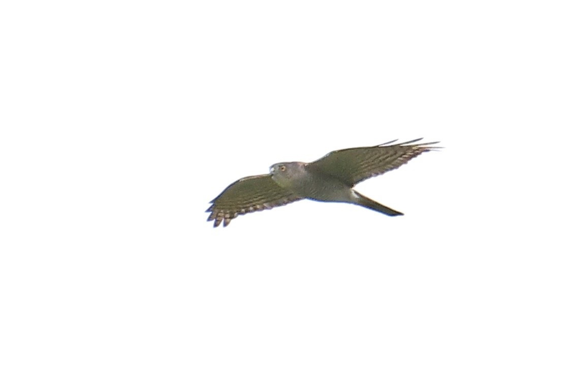 Japanese Sparrowhawk - ML500470951