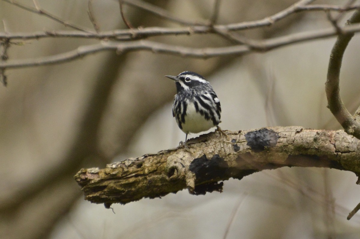 Black-and-white Warbler - ML50047321