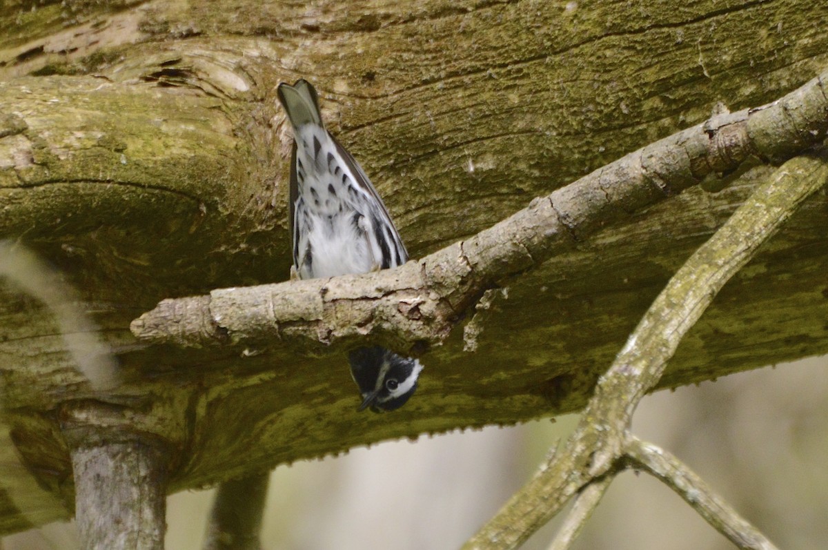 Black-and-white Warbler - ML50047341