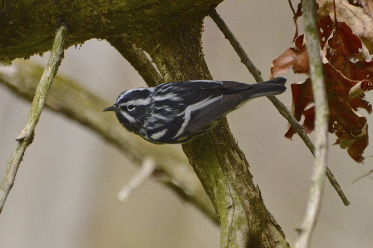 Black-and-white Warbler - ML50047351