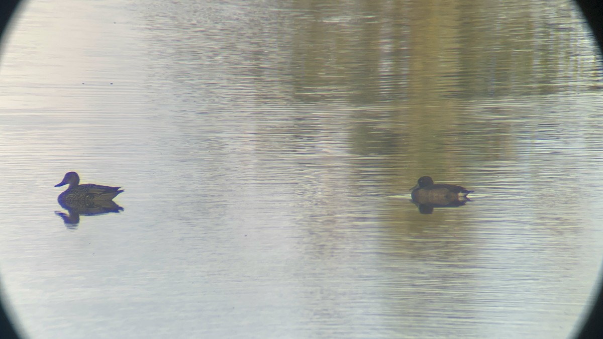 Tufted Duck - ML500479951