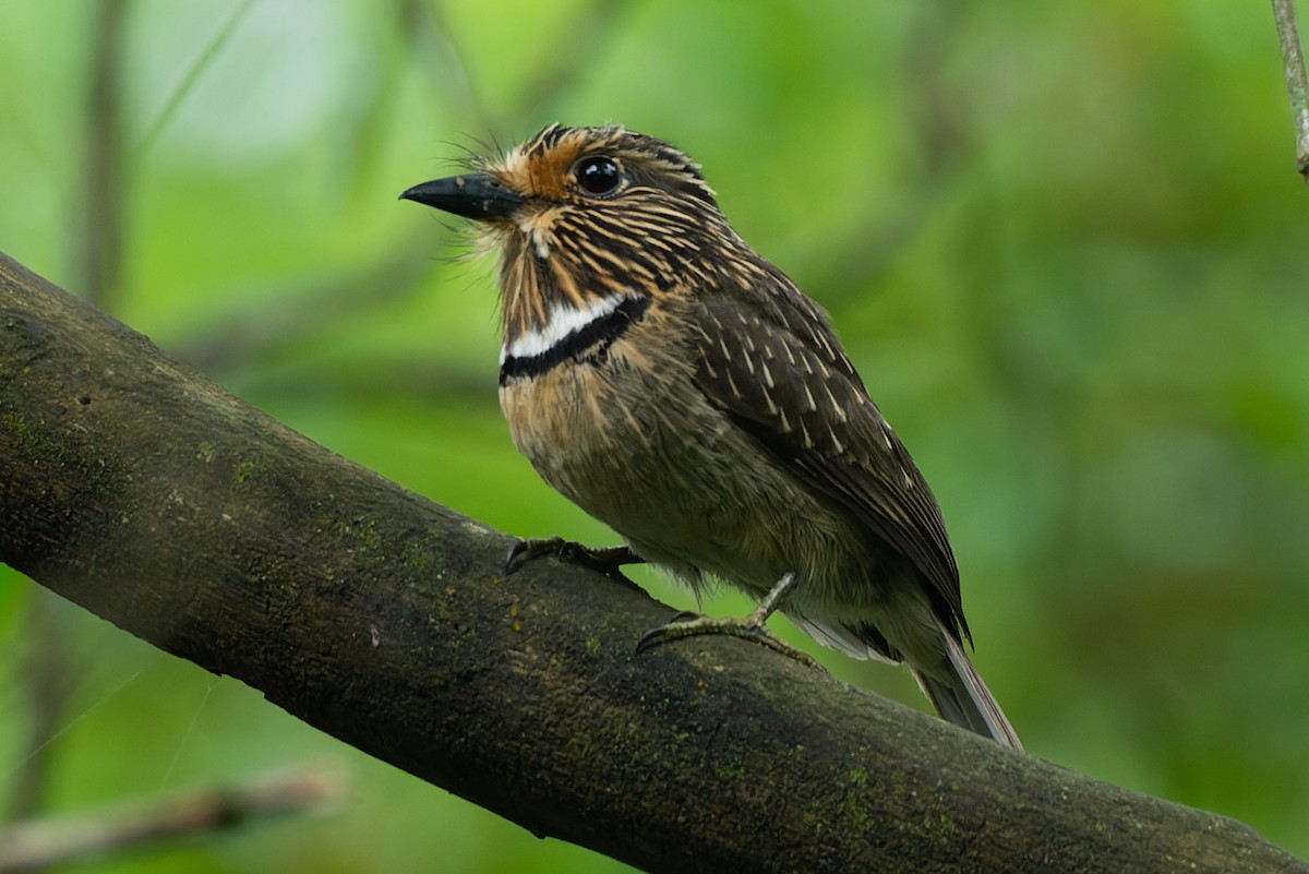 Crescent-chested Puffbird (Greater) - ML500484241