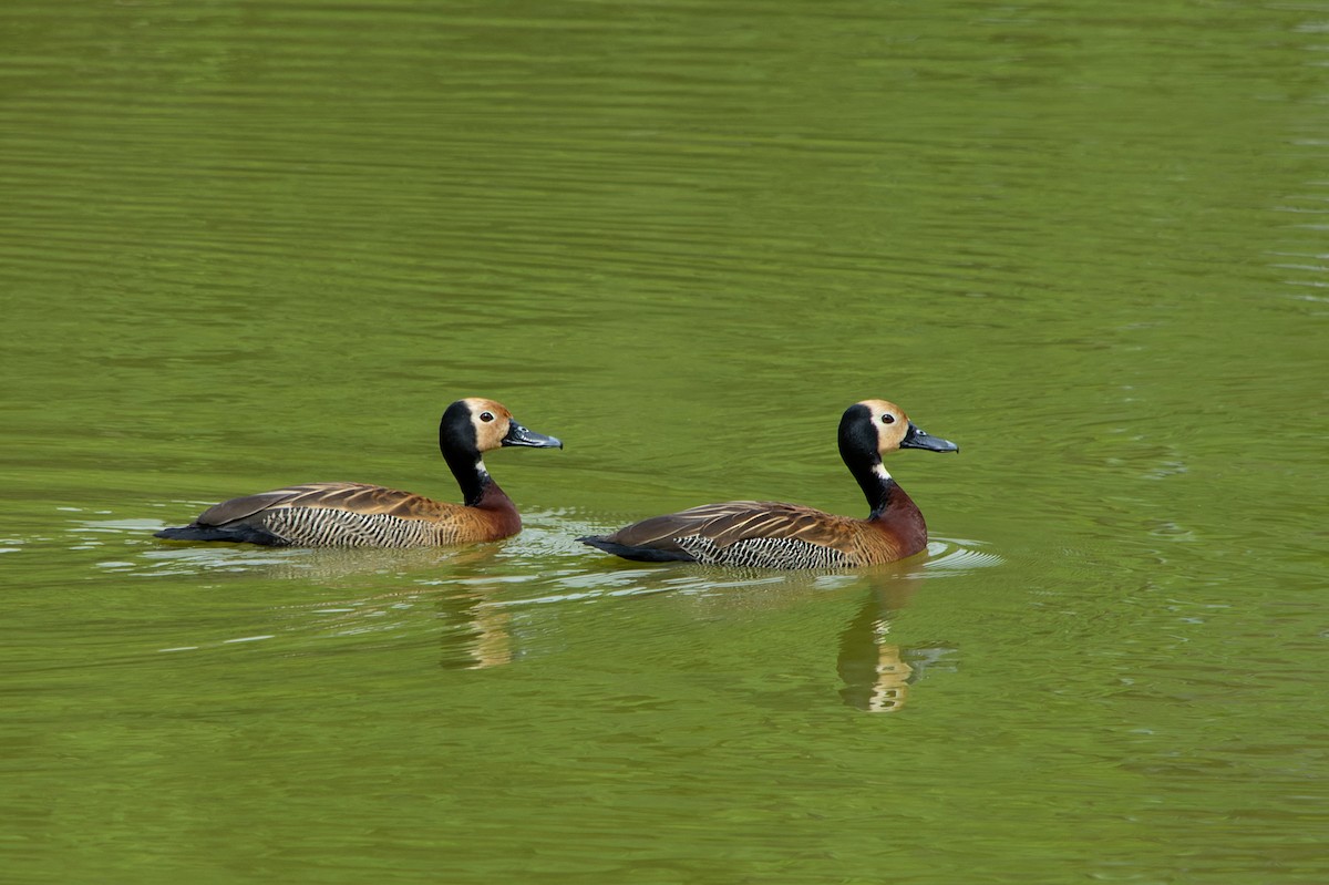 White-faced Whistling-Duck - LUCIANO BERNARDES