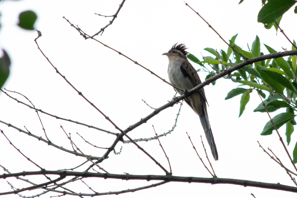 Striped Cuckoo - LUCIANO BERNARDES