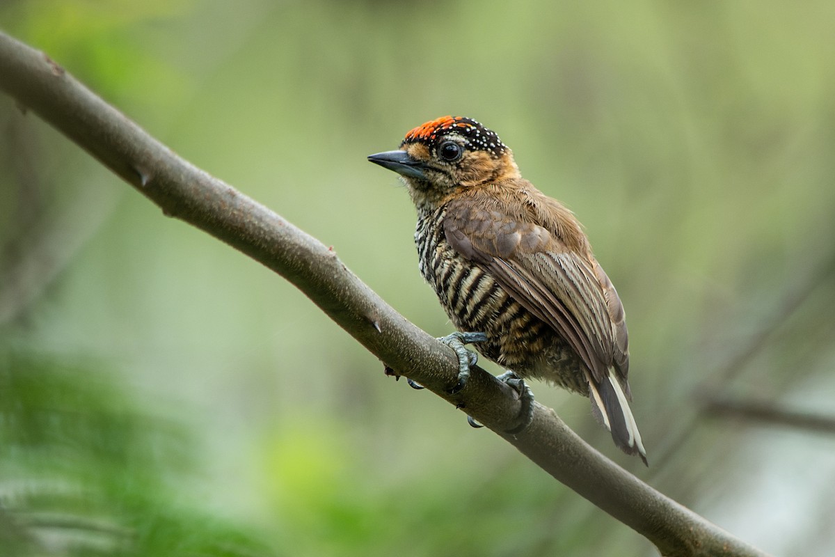 Ochre-collared Piculet - ML500488411
