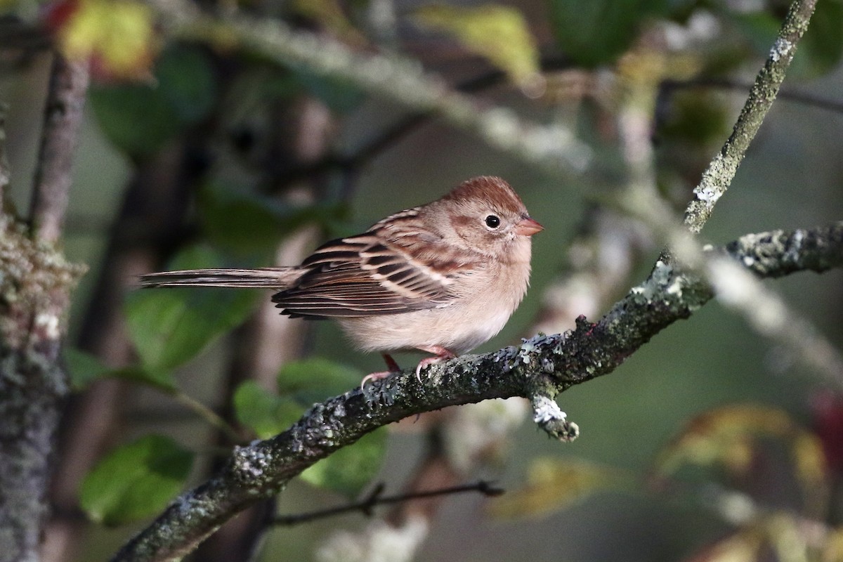 Field Sparrow - ML500489831