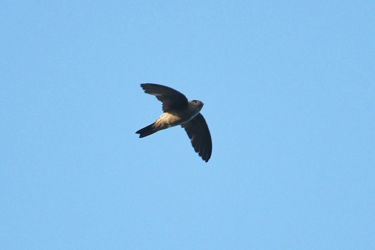 Plume-toed Swiftlet - Andreas Deissner