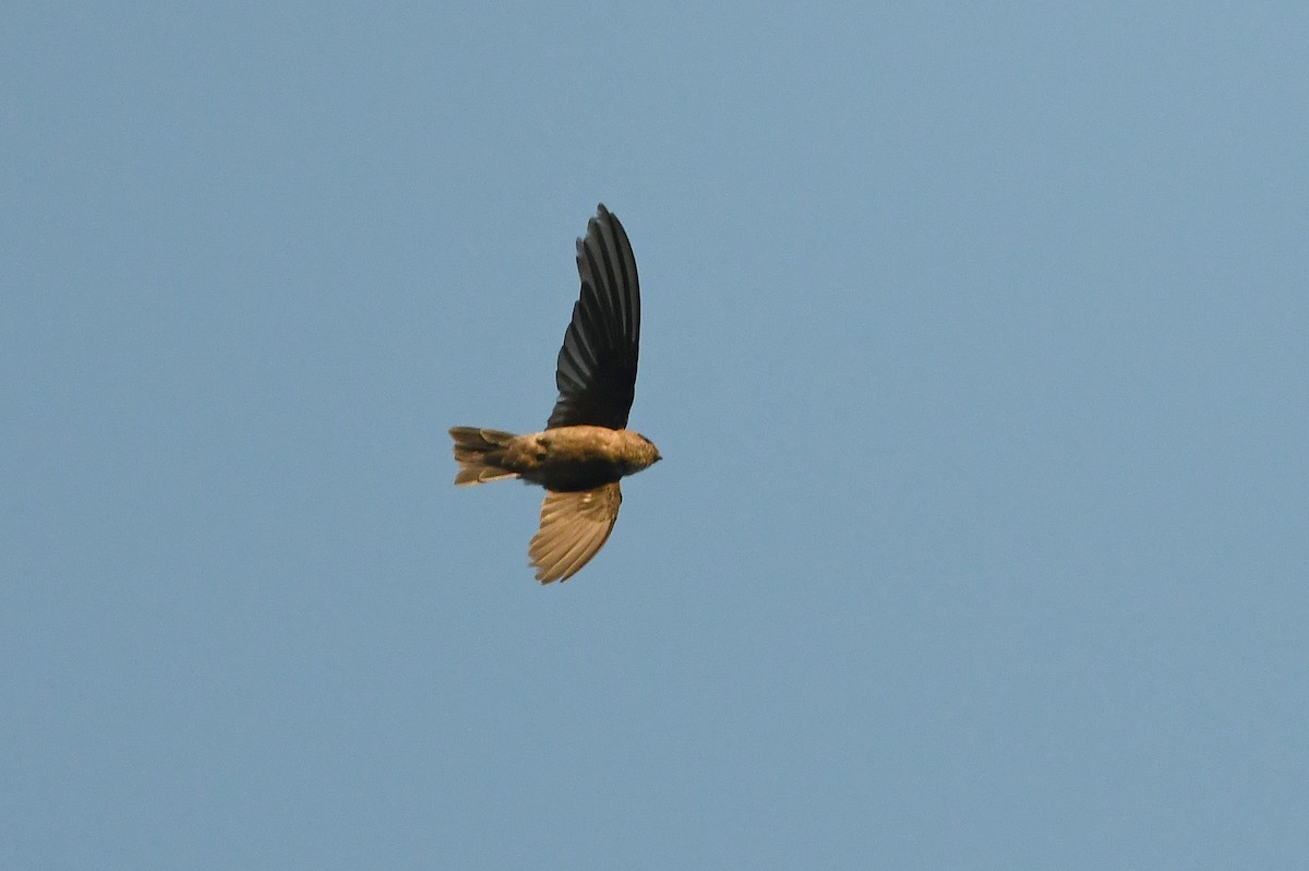 Plume-toed Swiftlet - Andreas Deissner