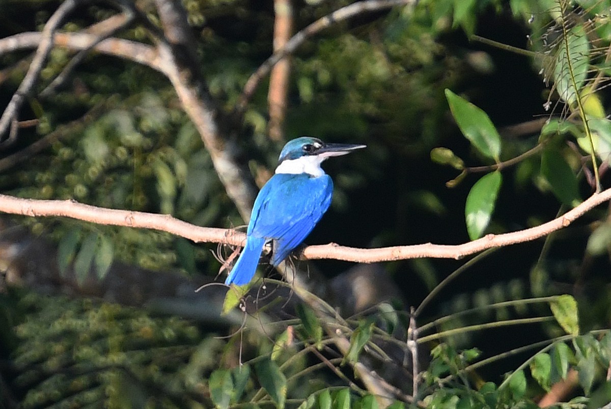 Collared Kingfisher - Andreas Deissner