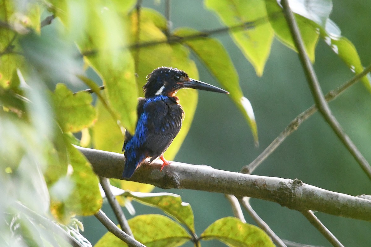Blue-eared Kingfisher - ML500490321