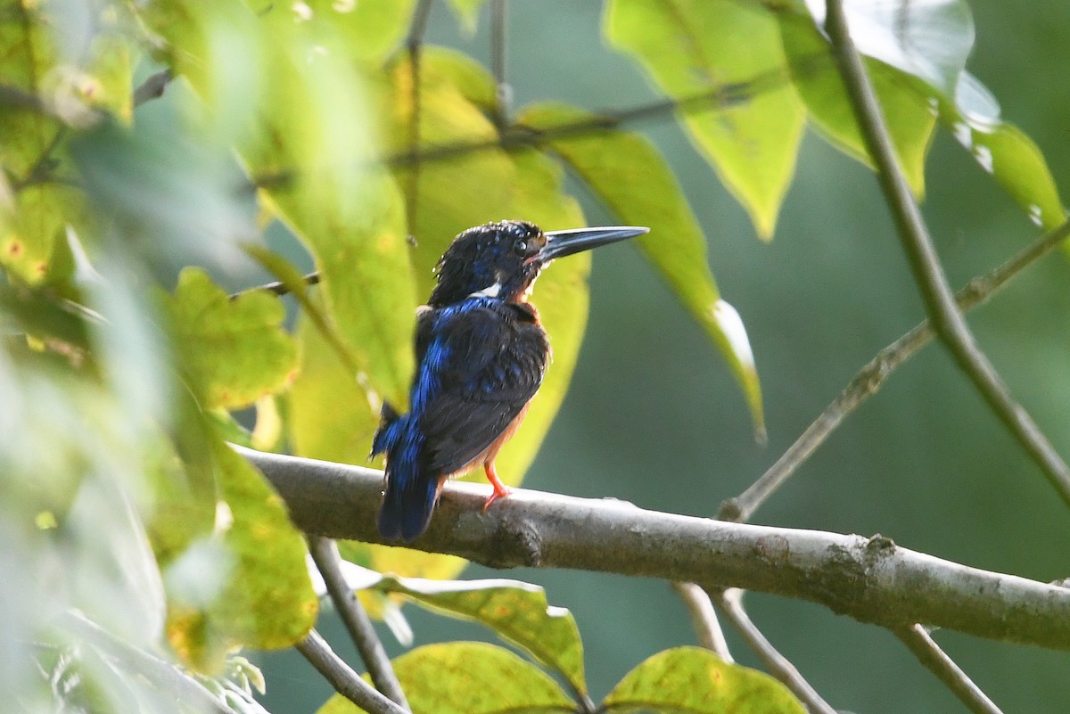 Blue-eared Kingfisher - ML500490351
