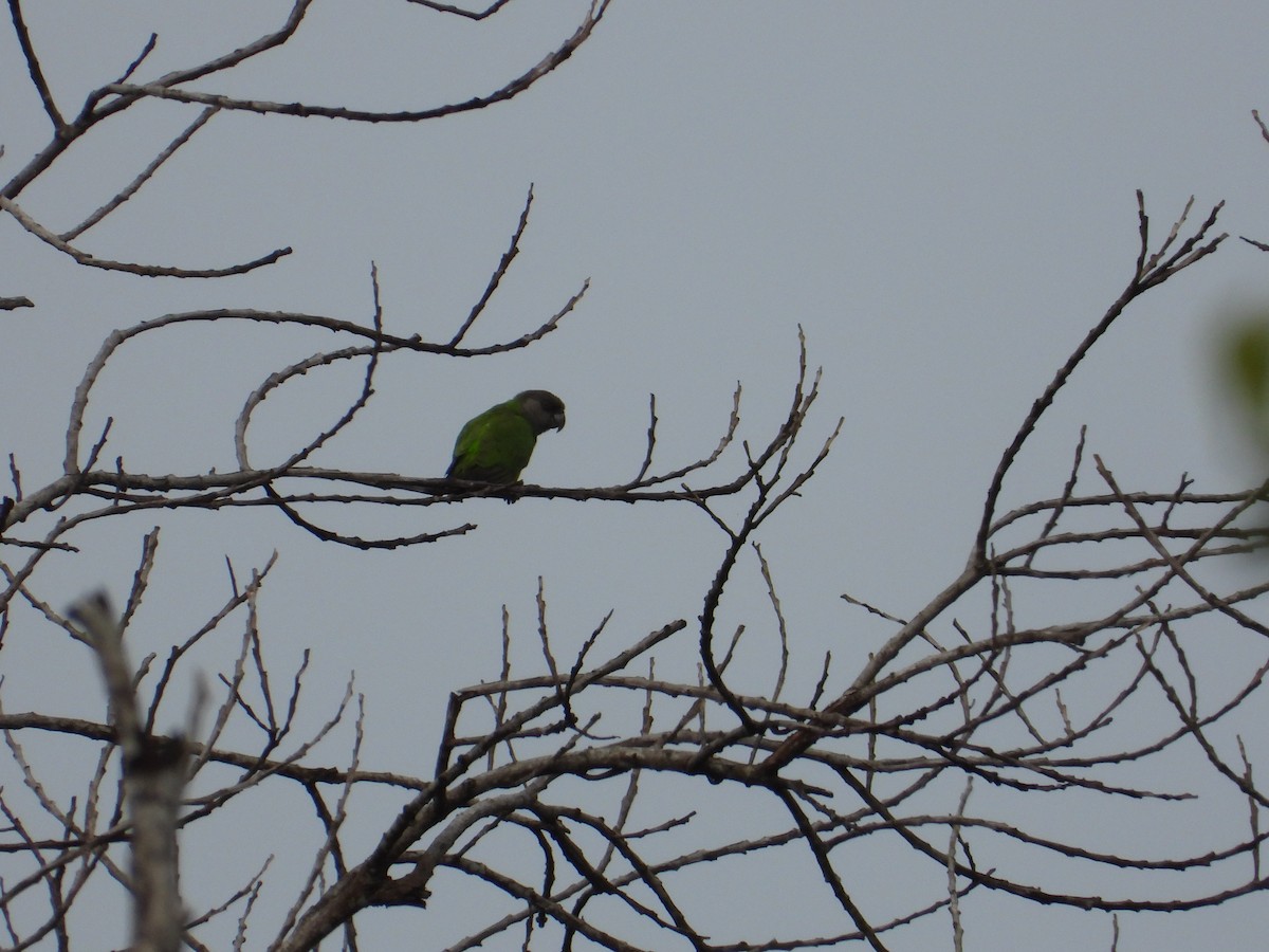 Senegal Parrot - ML500494121