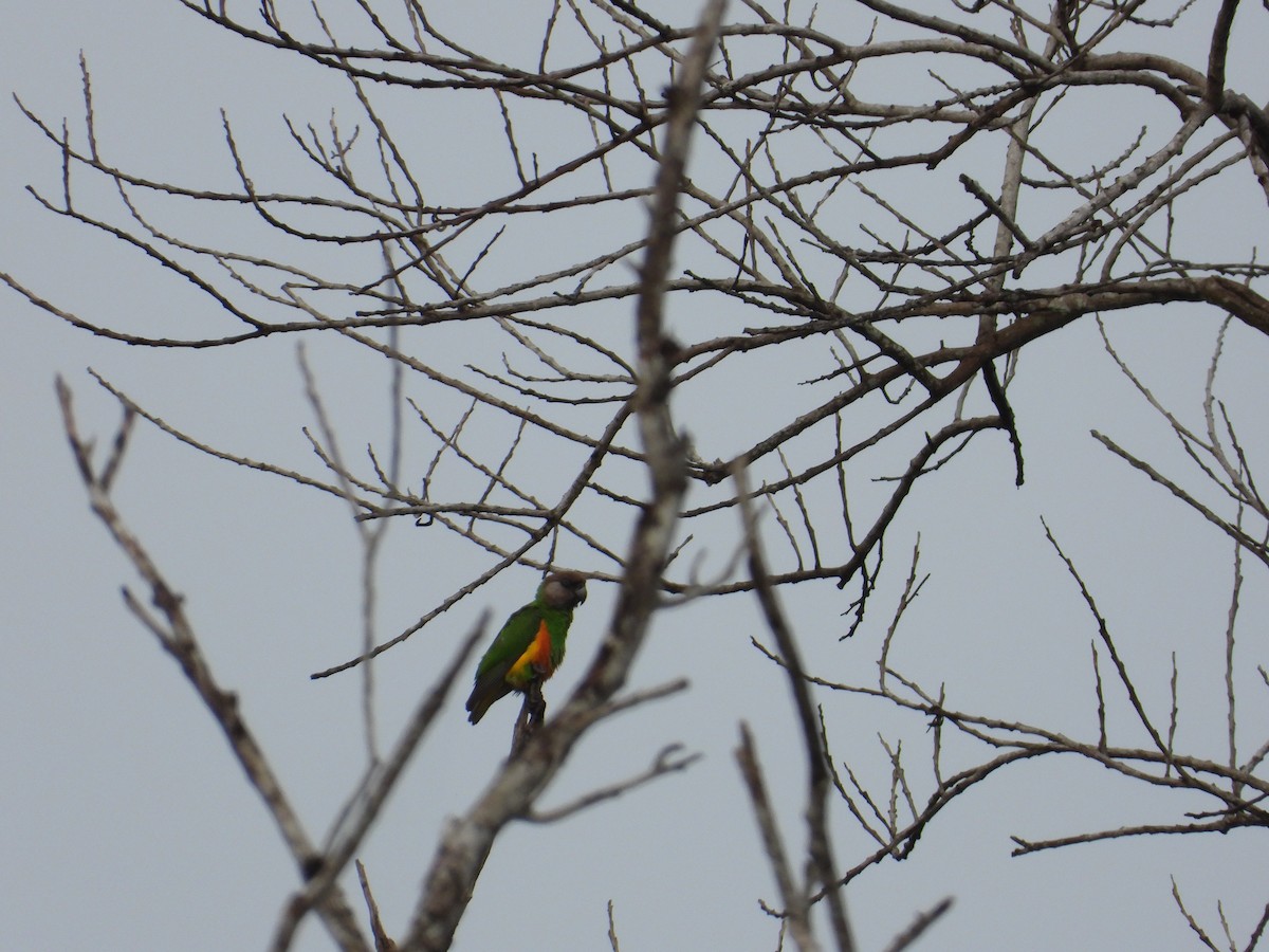Senegal Parrot - ML500494131