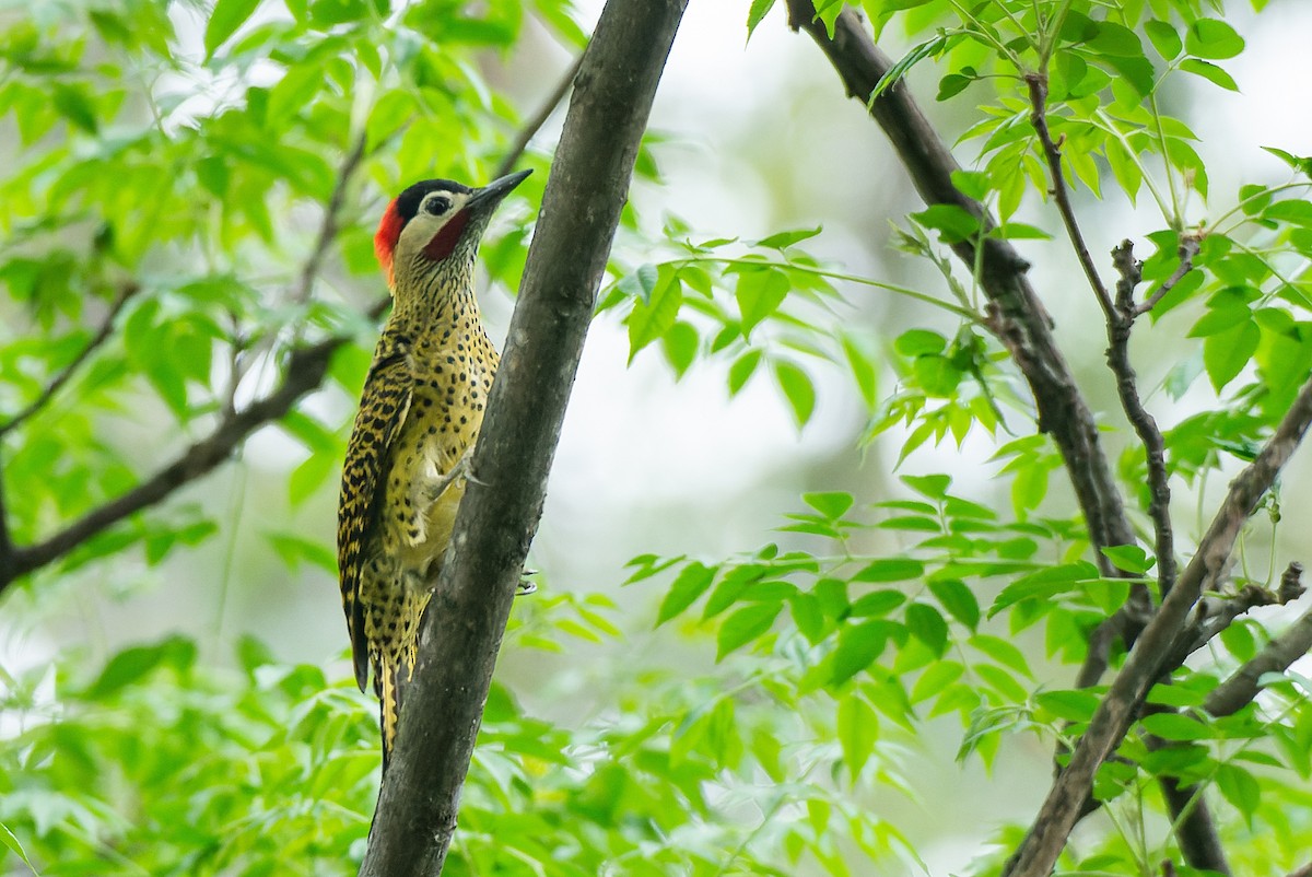 Green-barred Woodpecker - LUCIANO BERNARDES