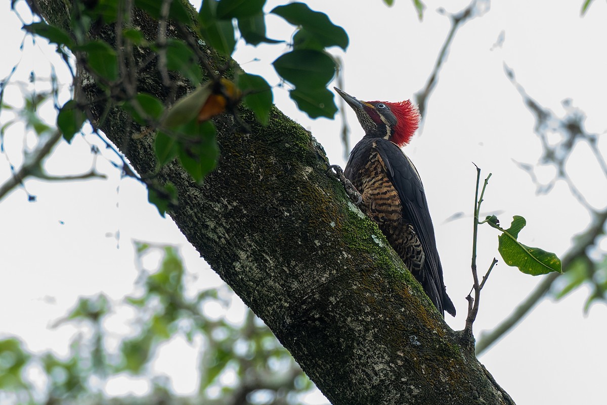 Lineated Woodpecker - ML500494821
