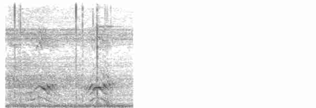 Южноамериканский лапчатоног - ML500497161