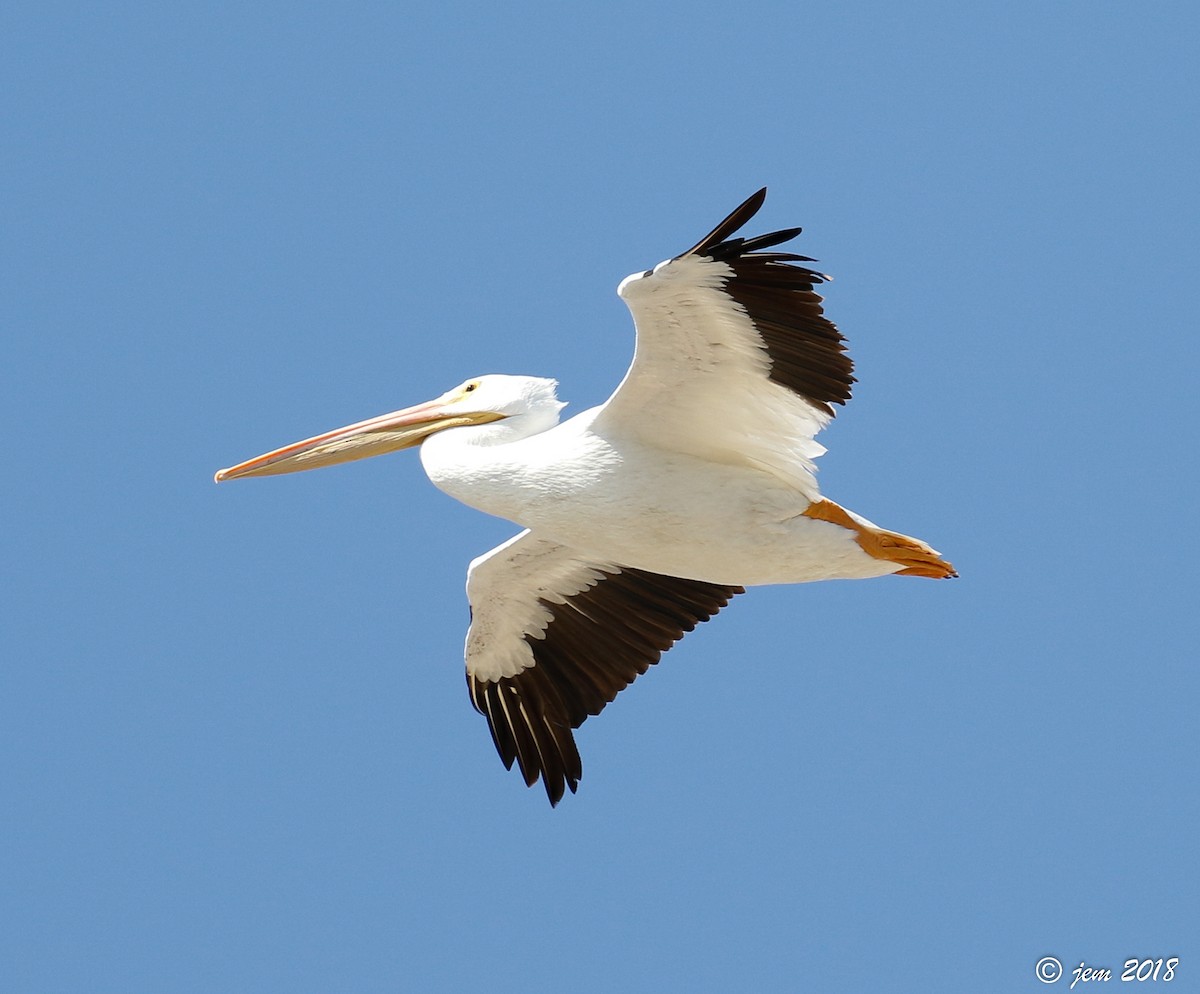 American White Pelican - ML500497801