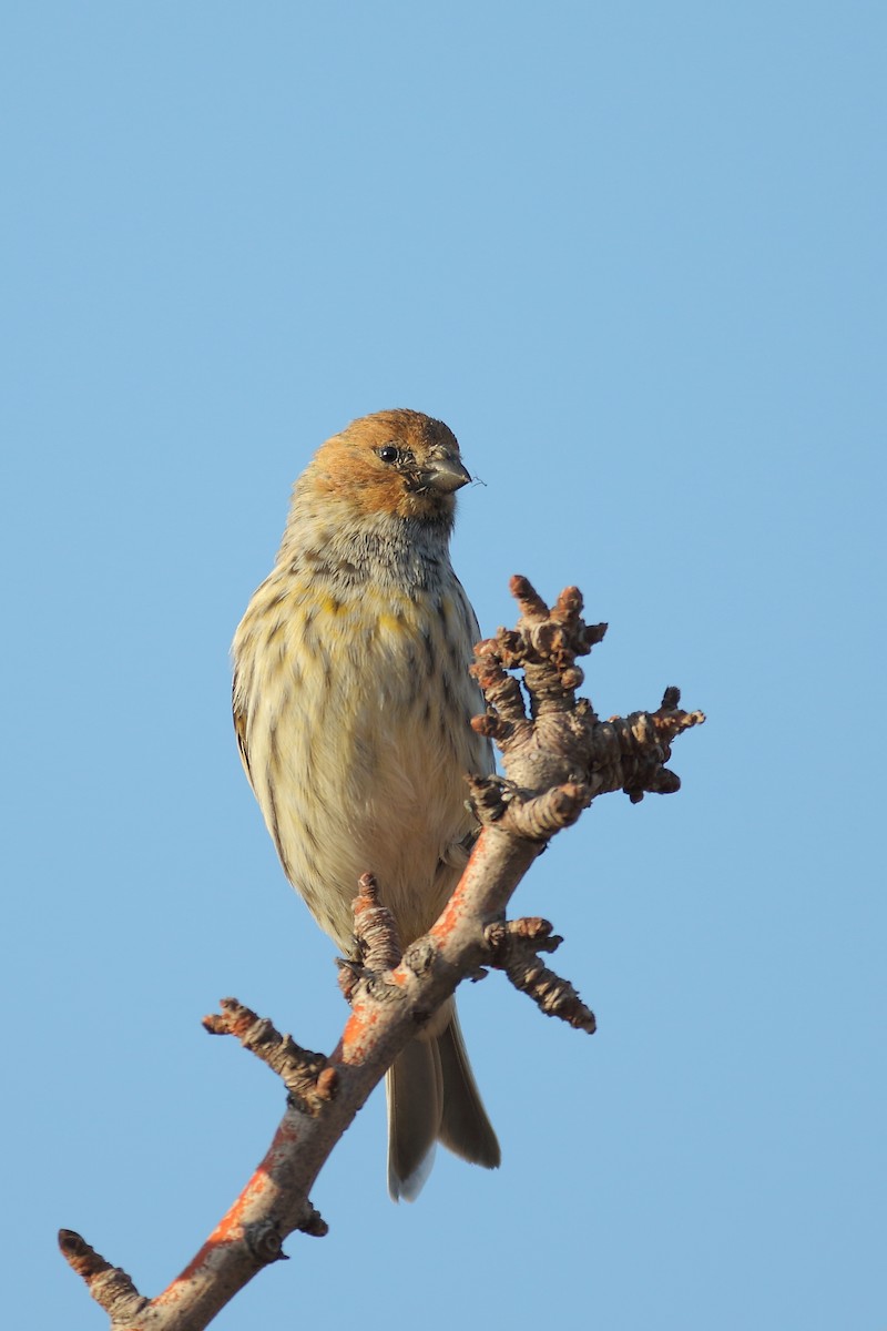 Fire-fronted Serin - ML500498521
