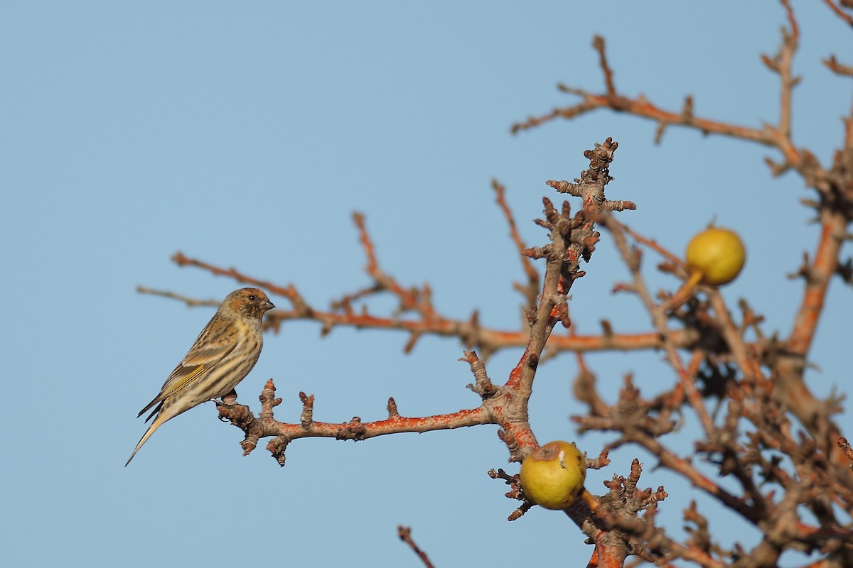 Fire-fronted Serin - ML500498531