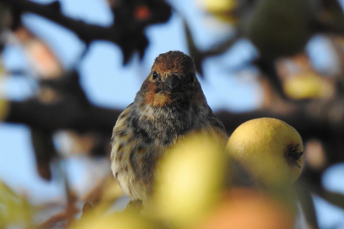 Fire-fronted Serin - Aris Vouros