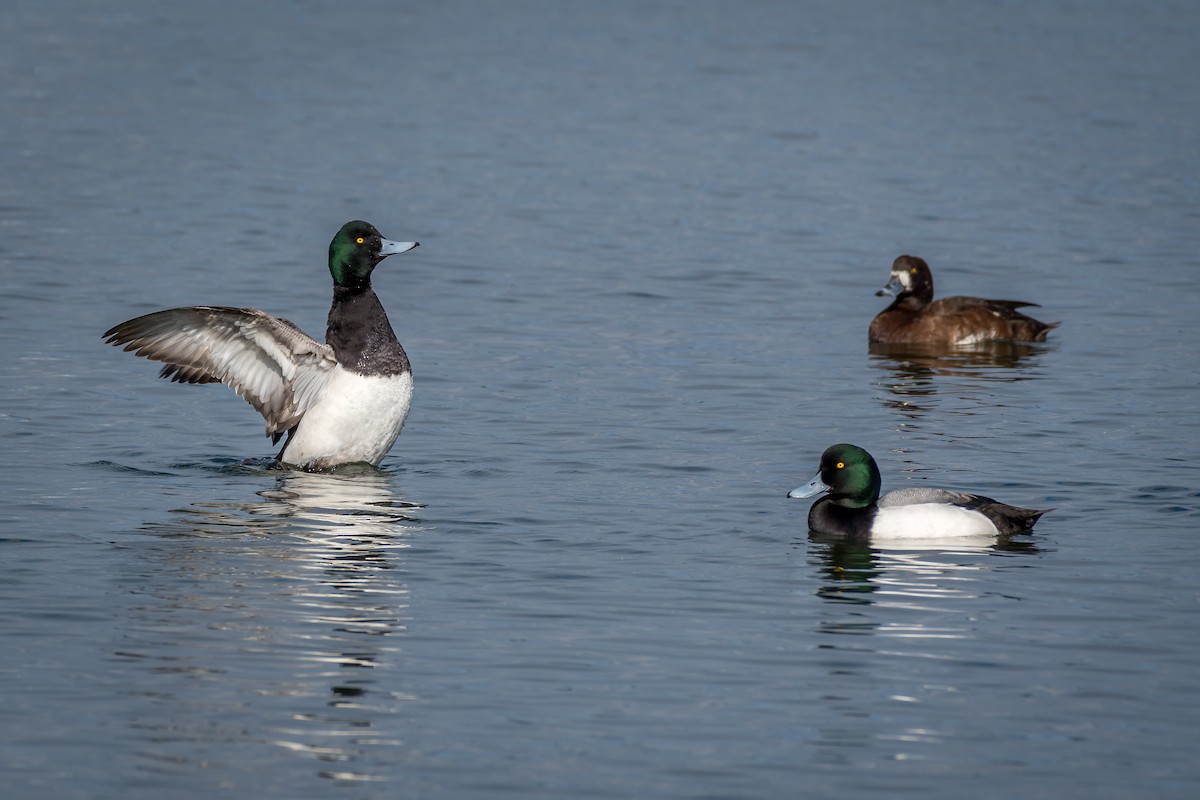 Greater/Lesser Scaup - ML50050391