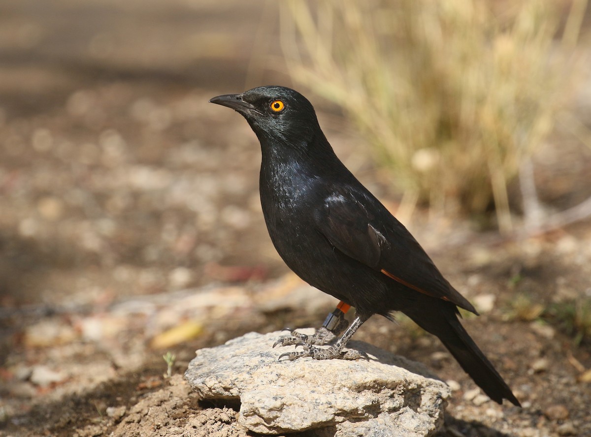 Pale-winged Starling - ML500505691