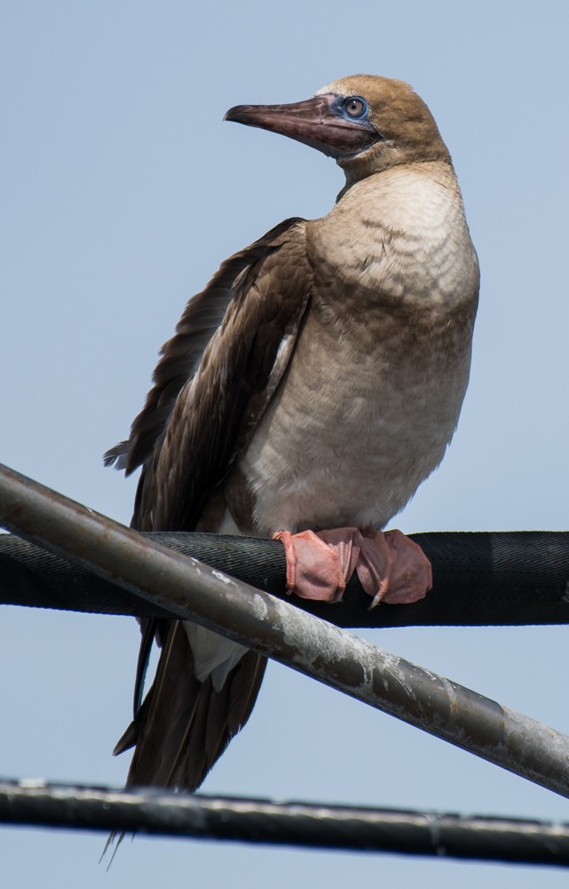 Red-footed Booby - Matteo Grilli