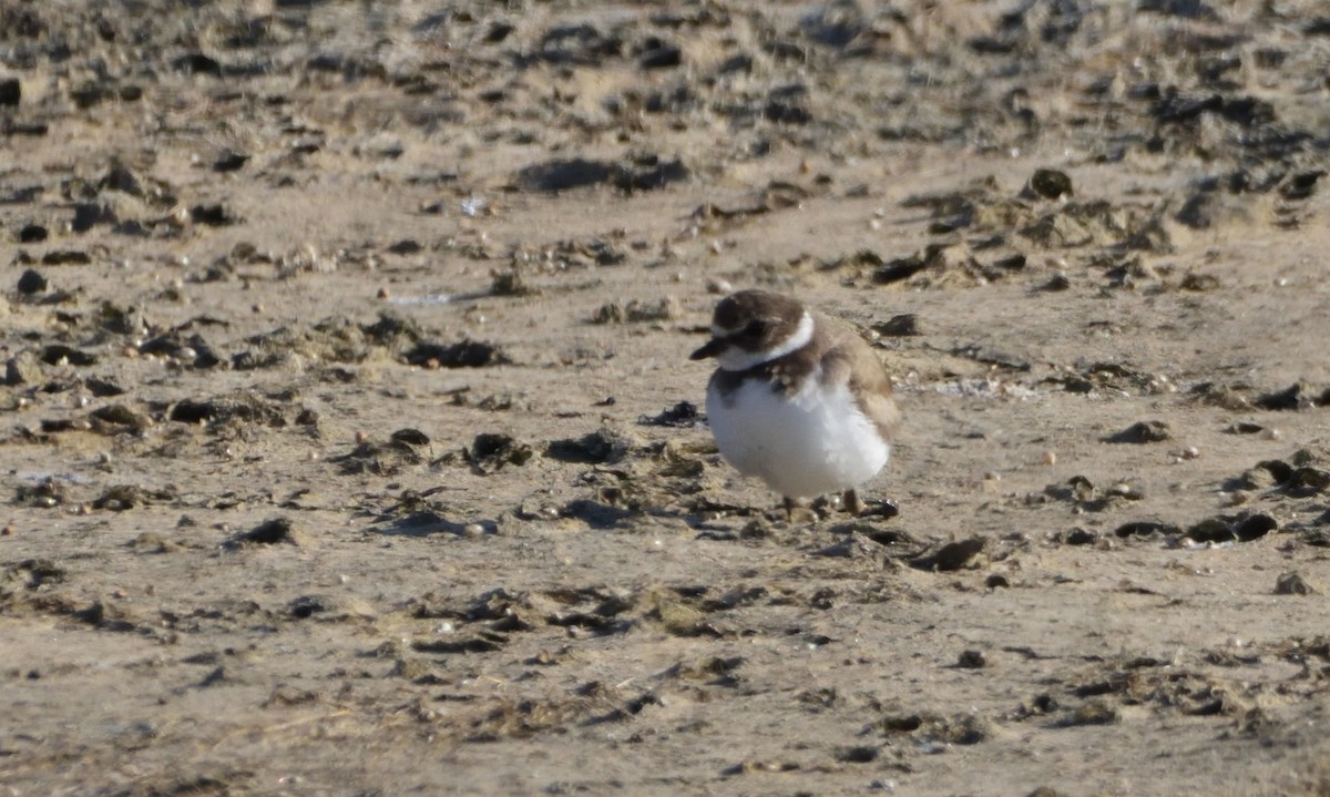 Semipalmated Plover - ML500508781