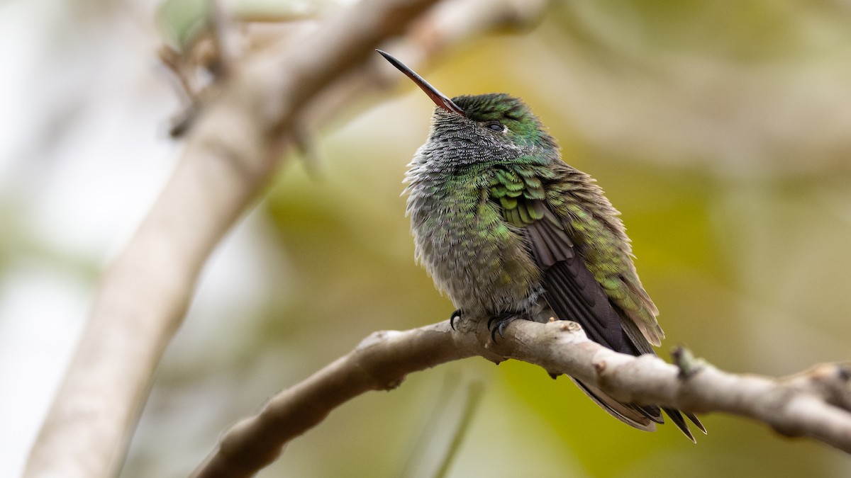 kolibřík safírový - ML500511681