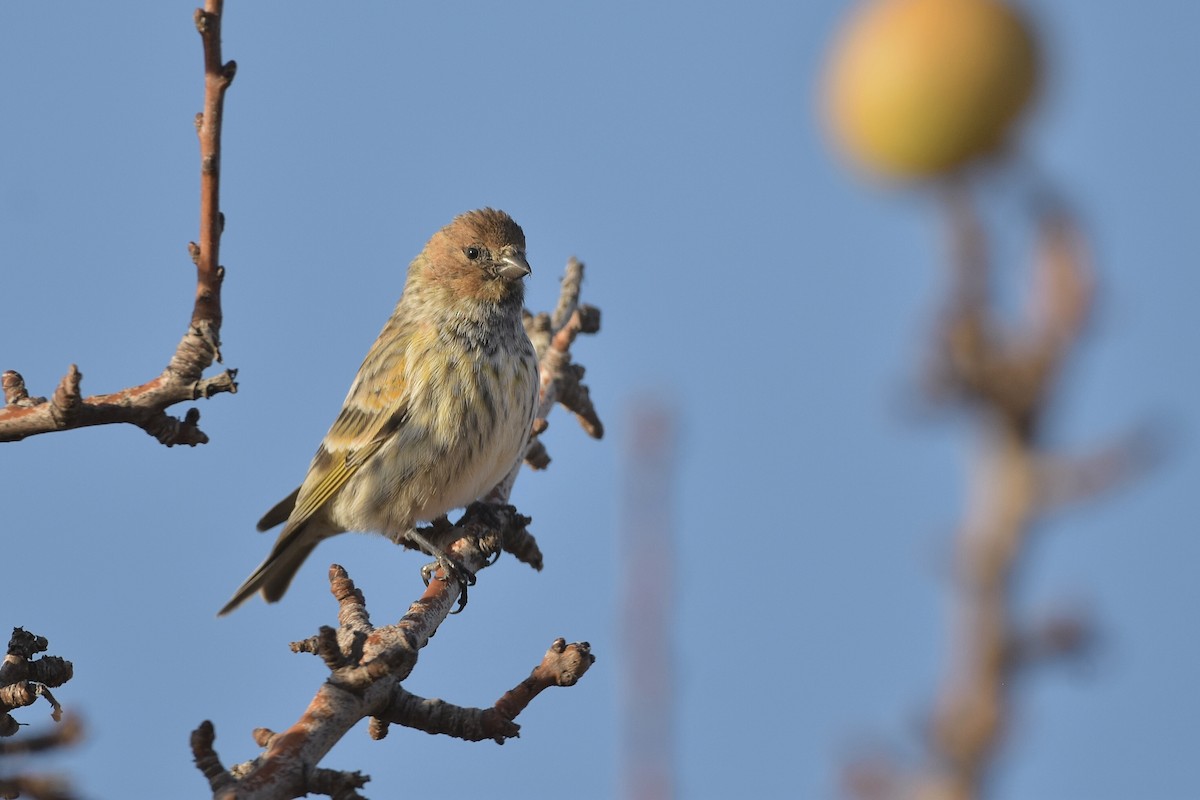 Fire-fronted Serin - ML500519631