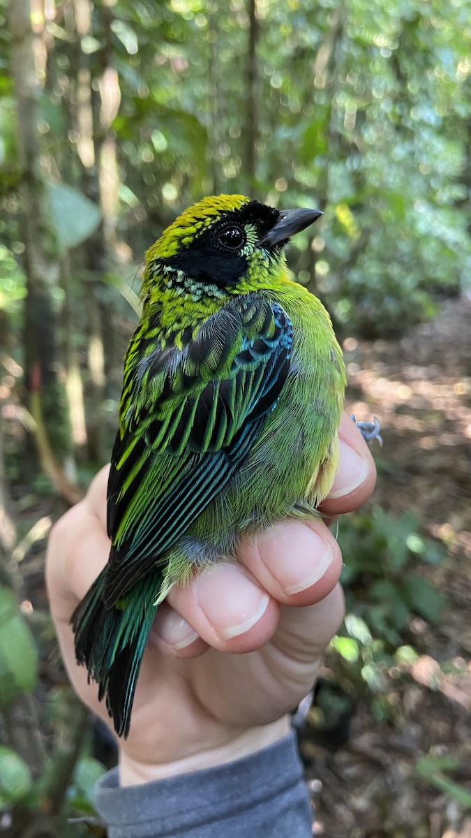 Green-and-gold Tanager - ML500520231