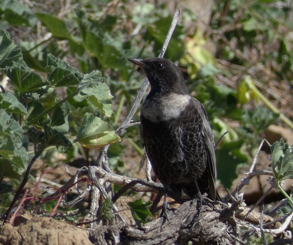 Ring Ouzel (Northern) - ML500523551