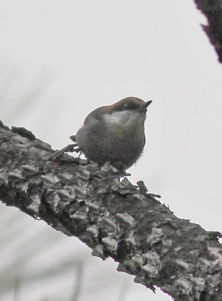 Brown-headed Nuthatch - ML500527761