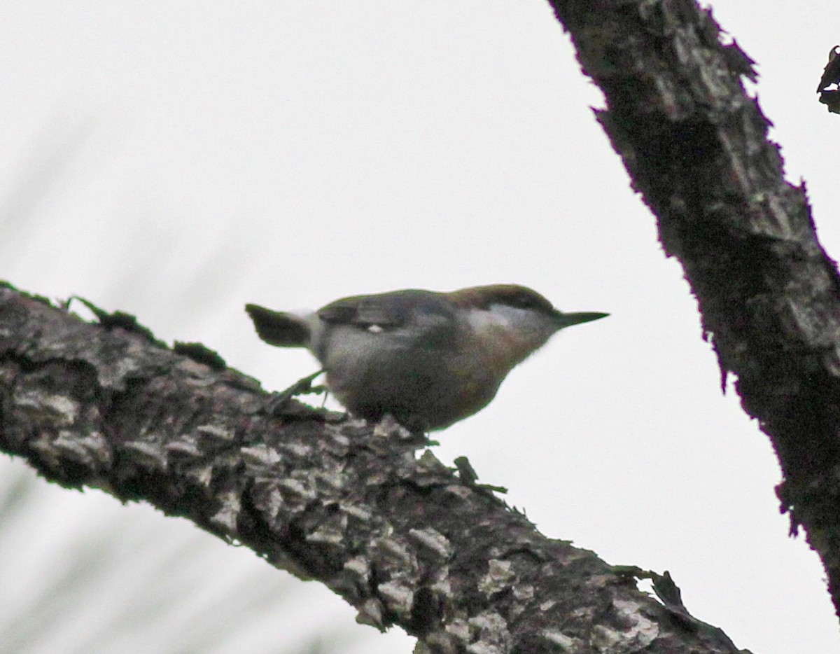Brown-headed Nuthatch - ML500528511