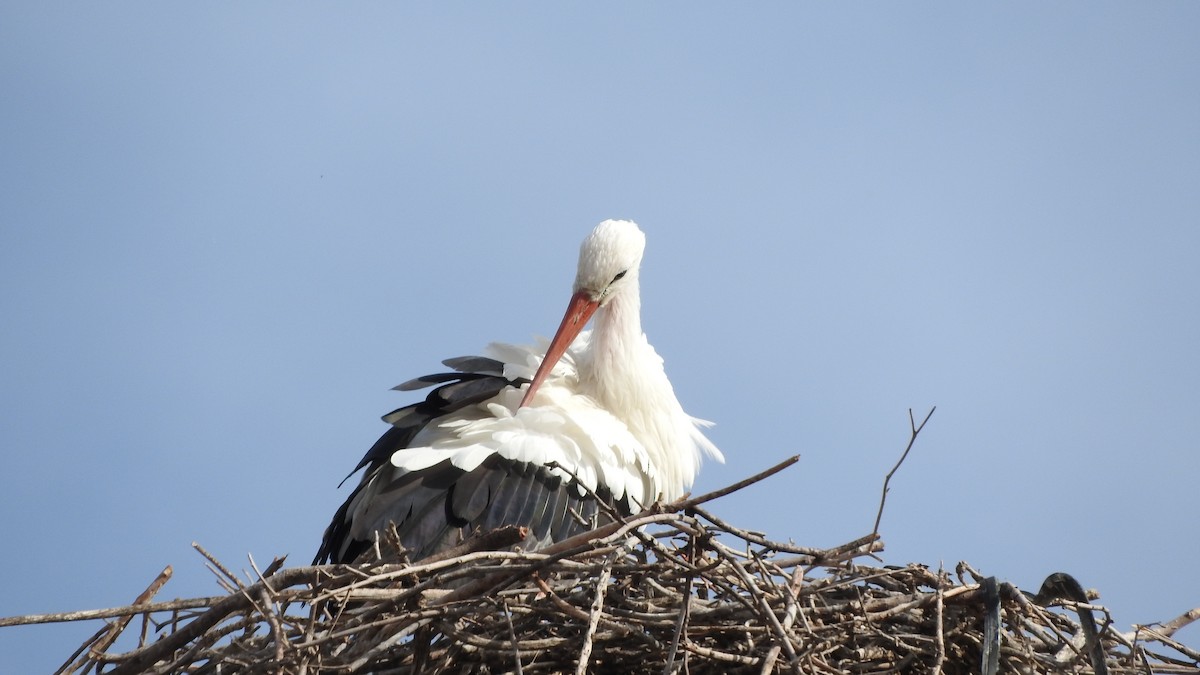 White Stork - ML500530261