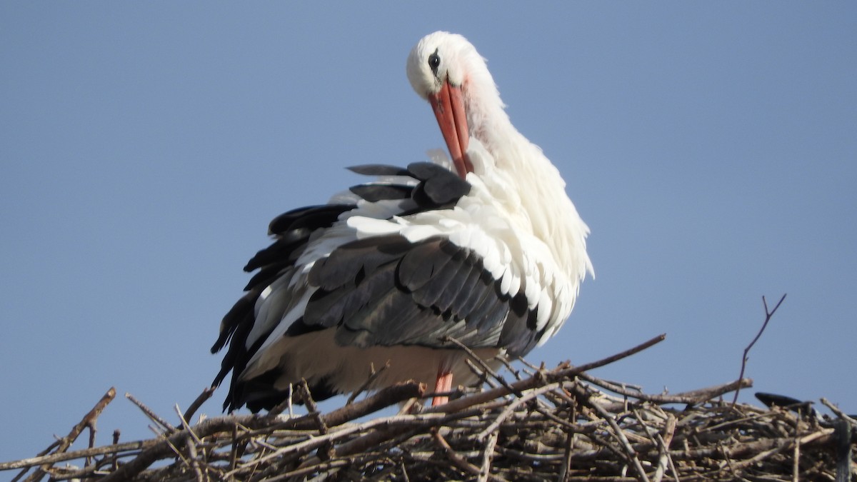 White Stork - ML500530281