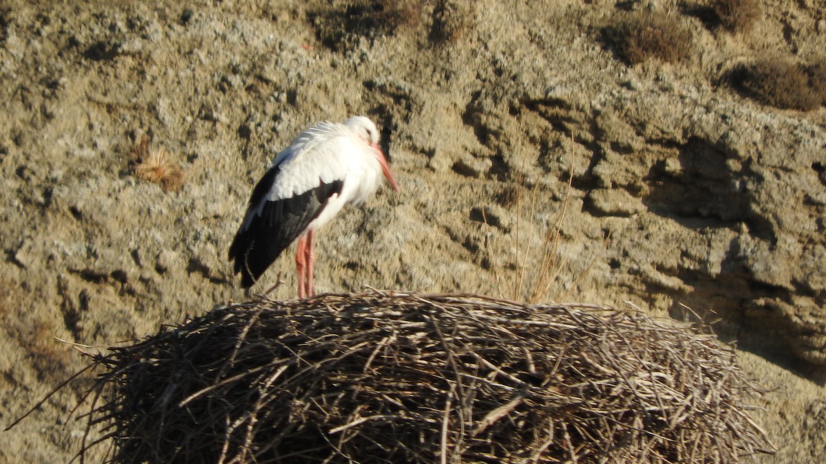 White Stork - ML500530291