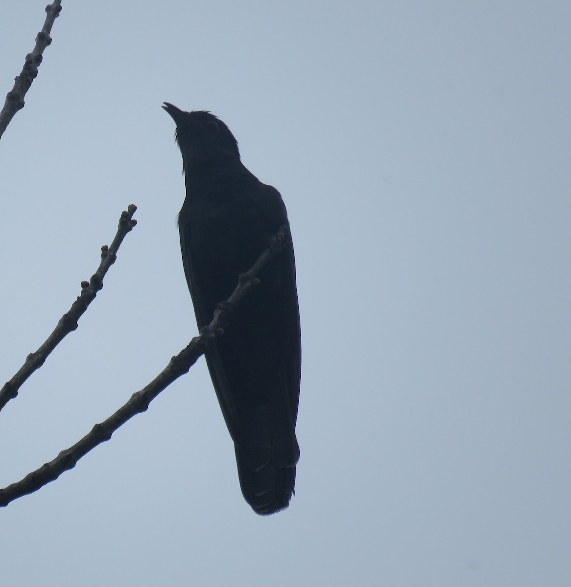 Black Cuckoo (Black) - Gareth Bain