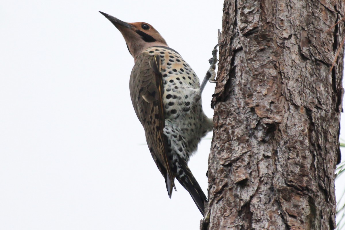Northern Flicker (Yellow-shafted) - ML500541651