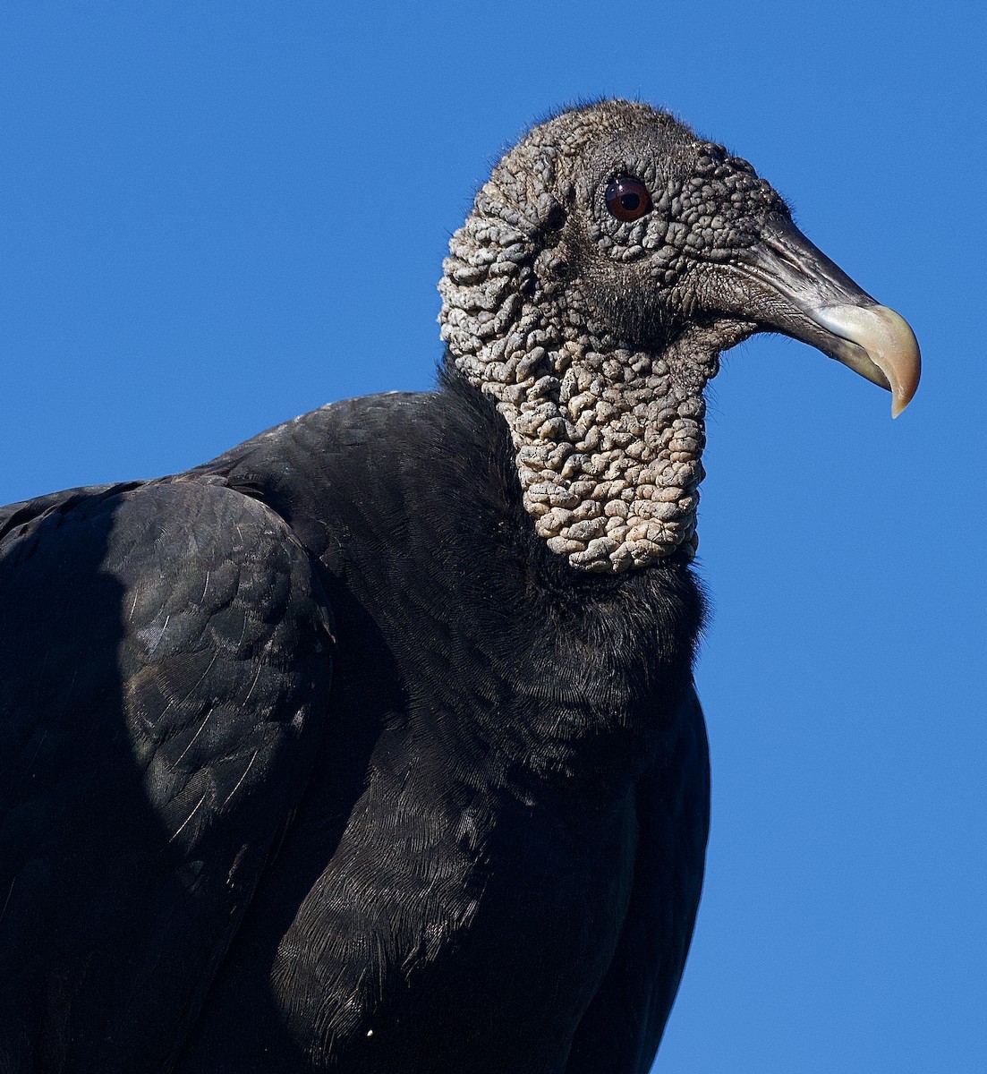 Black Vulture - ML500542871