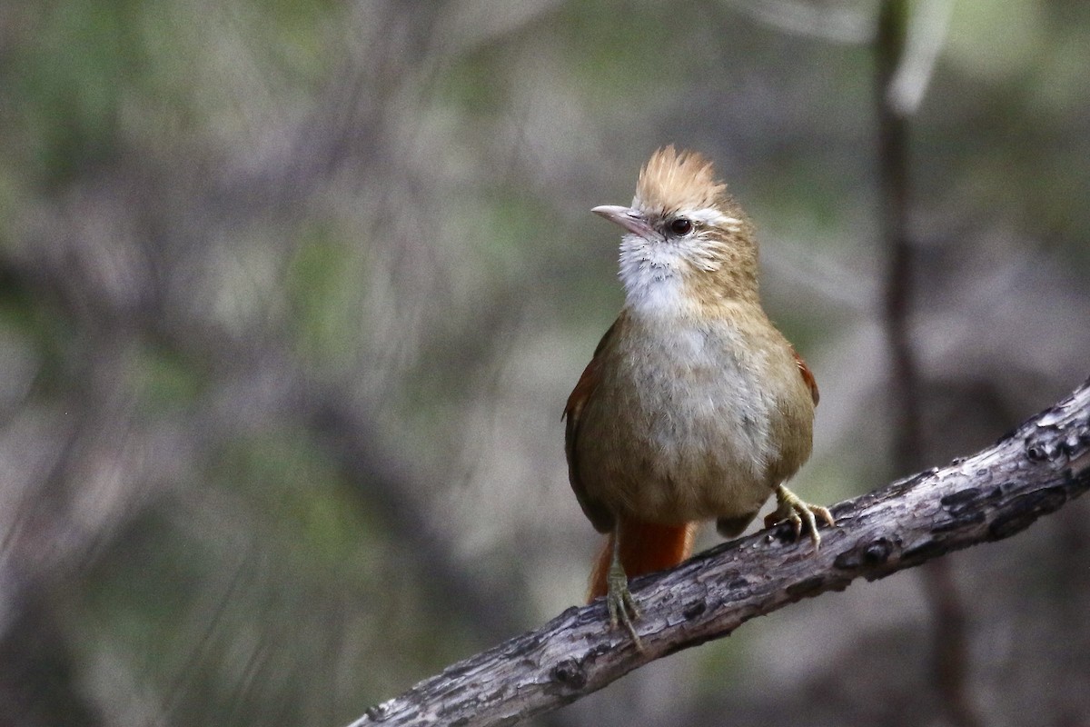 Creamy-crested Spinetail - ML500545141