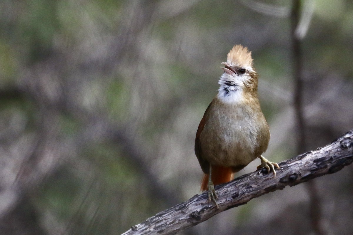 Creamy-crested Spinetail - ML500545151