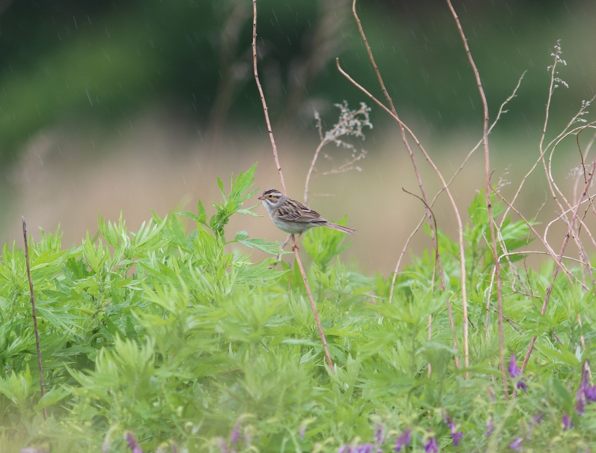 Clay-colored Sparrow - ML50055031