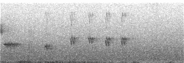 Mirlo Acuático Norteamericano - ML50055651