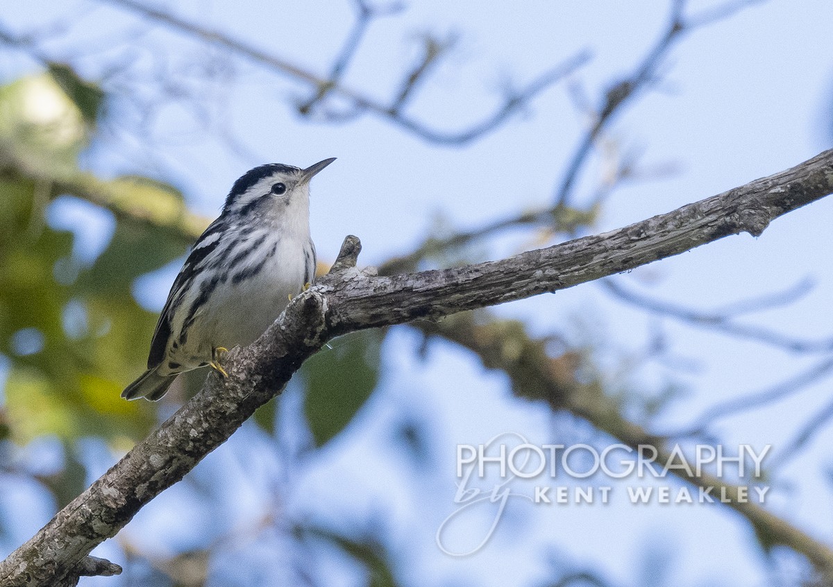 Black-and-white Warbler - ML500558791